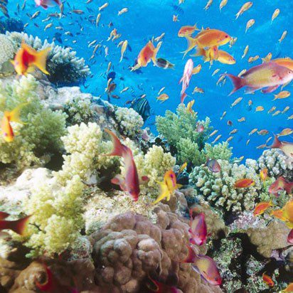 Cuidado Natural Corporal